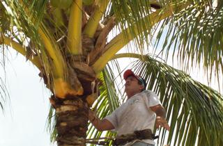 William Santos Trimming Cabbage Palm